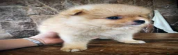 Pomerania perros en venta: Pomerania precio real - Anuncio 3