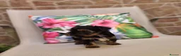 Yorkshire Terrier perros en venta: Yorkshire terrier - Anuncio 18