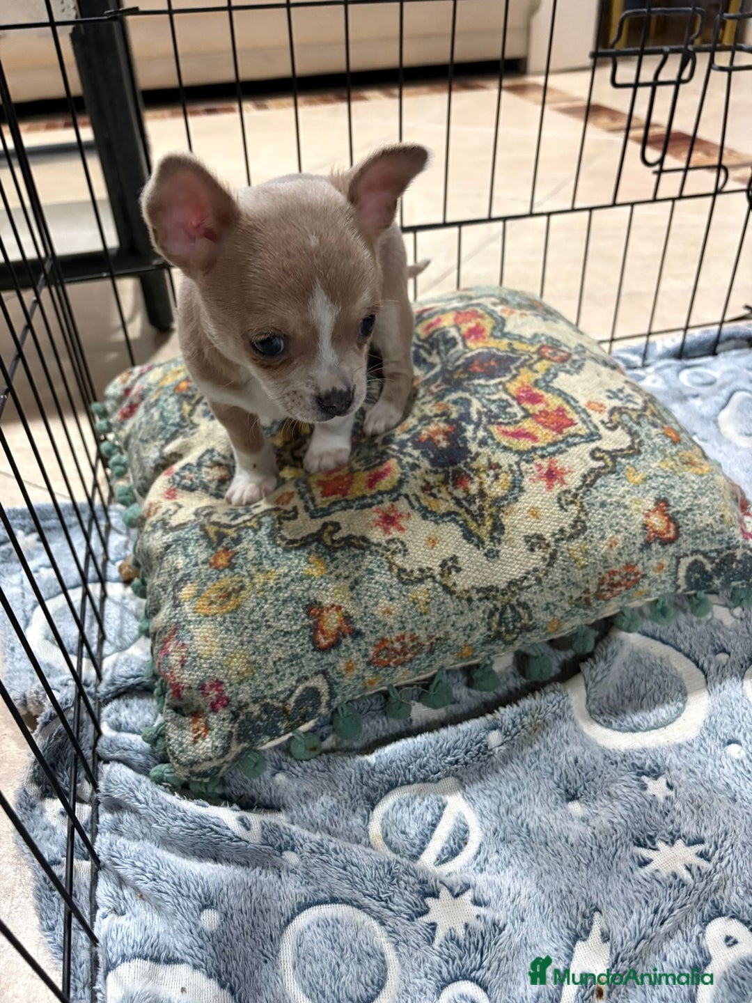Chihuahua perros en venta: chihuahua toy marron blue ojos azules  - Anuncio 6