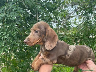 Teckel Miniatura perros TECKEL MINIATURA MACHO - Anuncio 5