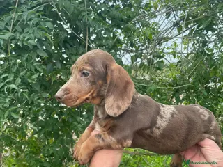 Teckel Miniatura perros TECKEL MINIATURA MACHO - Anuncio 28