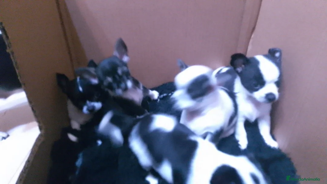 Chihuahua perros en venta: Chihuhuas toy - Anuncio 3