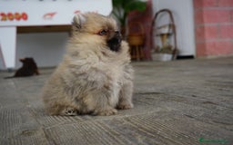 Pomerania perros en venta: 🐾 Sparky y Amapola – Pomerania miniatura 🐾 - Imagen 8