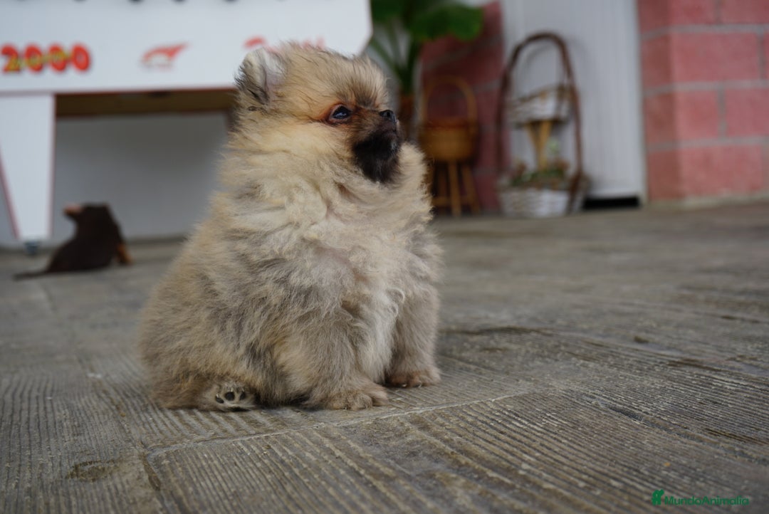 Pomerania perros en venta: 🐾 Sparky y Amapola – Pomerania miniatura 🐾 - Imagen 8