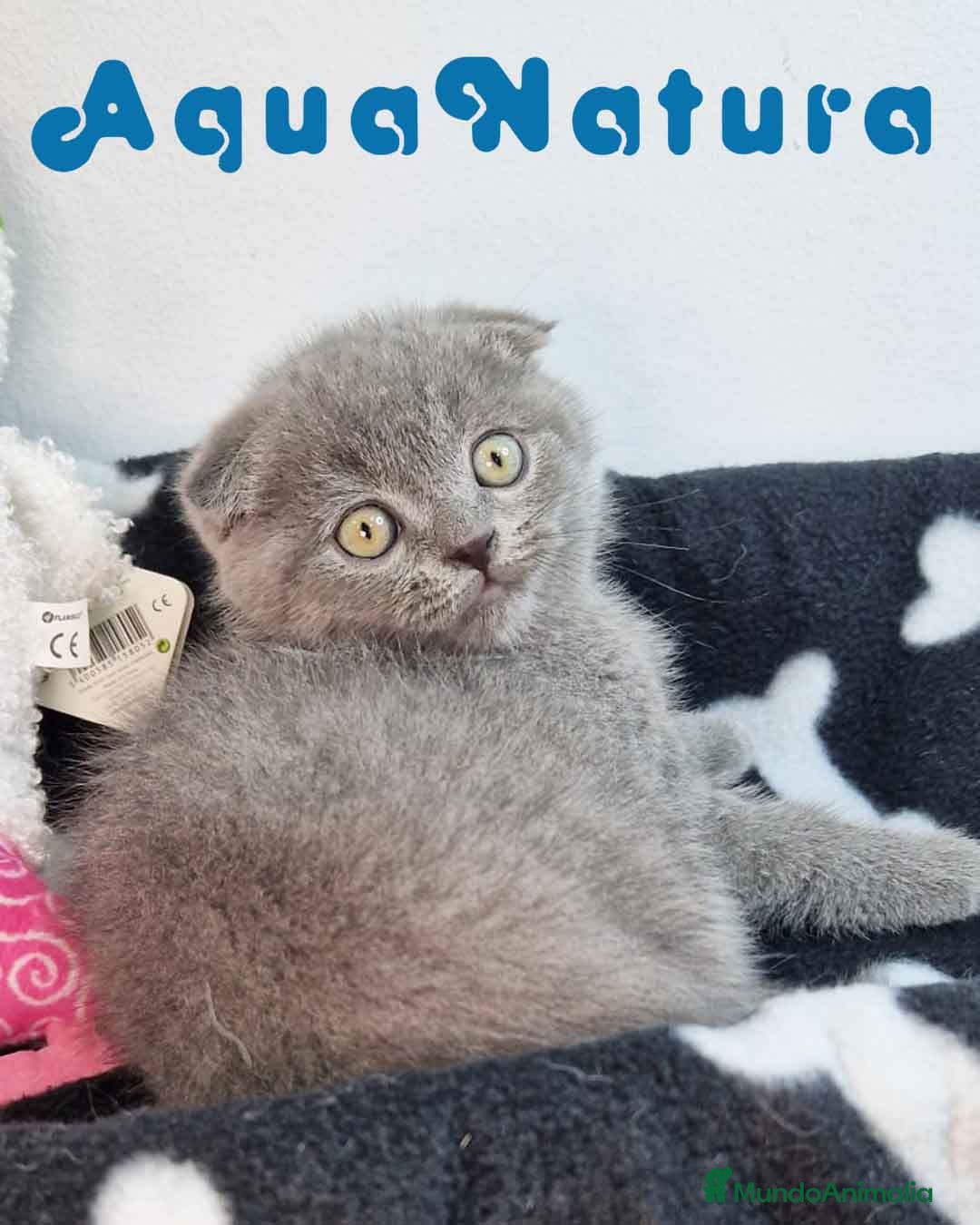 Scottish Fold gatos Scottish Fold Macho 9140 - AQUANATURA - Anuncio 2