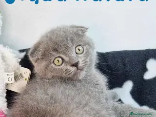 Scottish Fold gatos Scottish Fold Macho 9140 - AQUANATURA - Anuncio 2