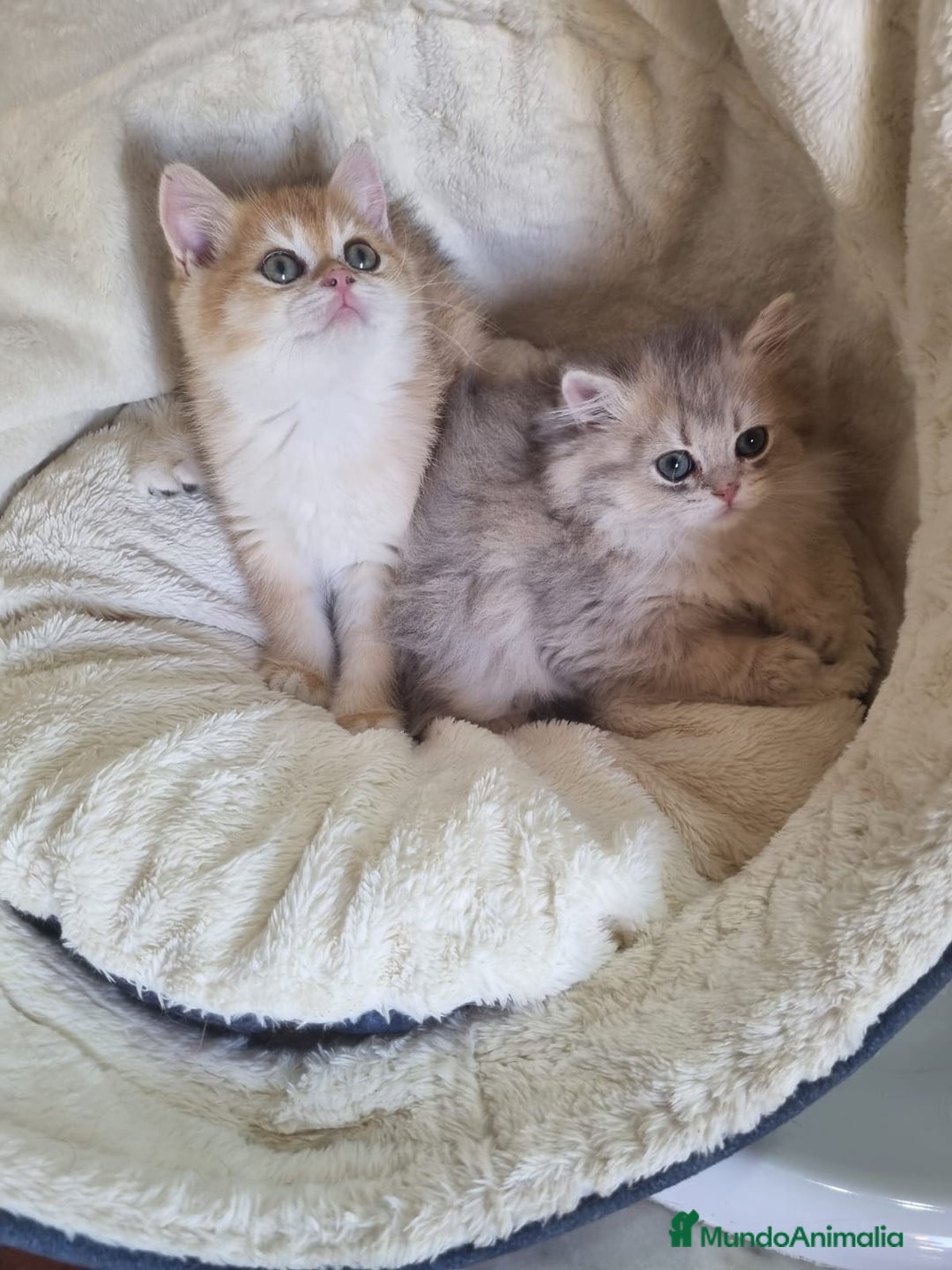 Británico de Pelo Corto gatos en venta: British Chinchilla Lillac - Imagen 6