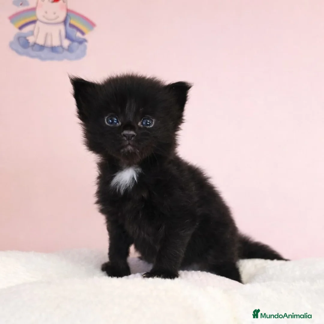 Maine Coon gatos en venta: Gatitos maine coon  - Anuncio 1