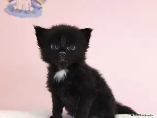 Maine Coon gatos Gatitos maine coon - Anuncio 1