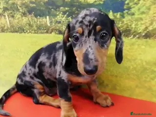 Teckel Miniatura perros Teckel arlequín - Anuncio 20