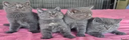 Británico de Pelo Corto Azul gatos en venta: Gatcot.com - Anuncio 4