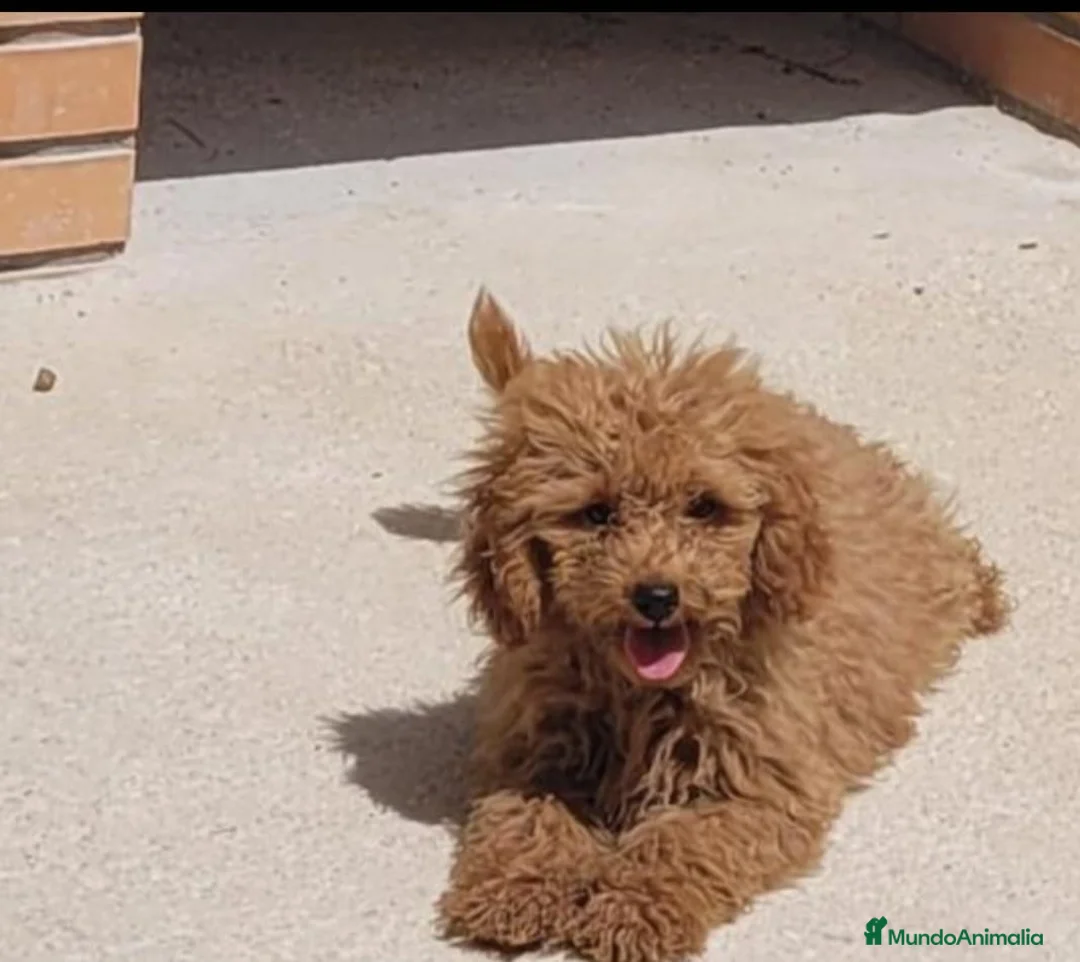 Caniche Toy perros en venta: Venta y compra de caniche toy y minitoy - Anuncio 1