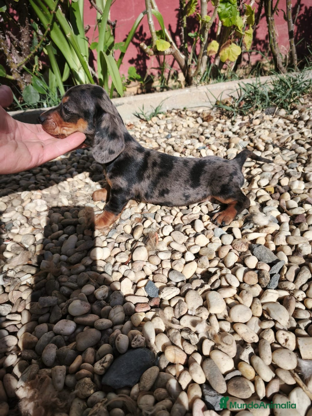 Teckel Miniatura perros en venta: Disponibles cachorros de Teckels - Imagen 3