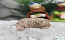 Maltipoo perros en venta: MALTIPOO MACHO - Anuncio 19