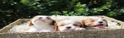Cavalier King Charles Spaniel perros en venta: CACHORRITOS CAVALIER KING CHARLES SPANIEL - Anuncio 3