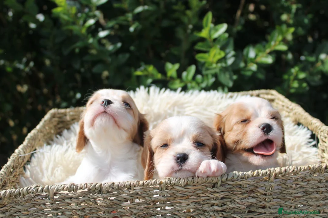Cavalier King Charles Spaniel perros en venta: CACHORRITOS CAVALIER KING CHARLES SPANIEL - Anuncio 3