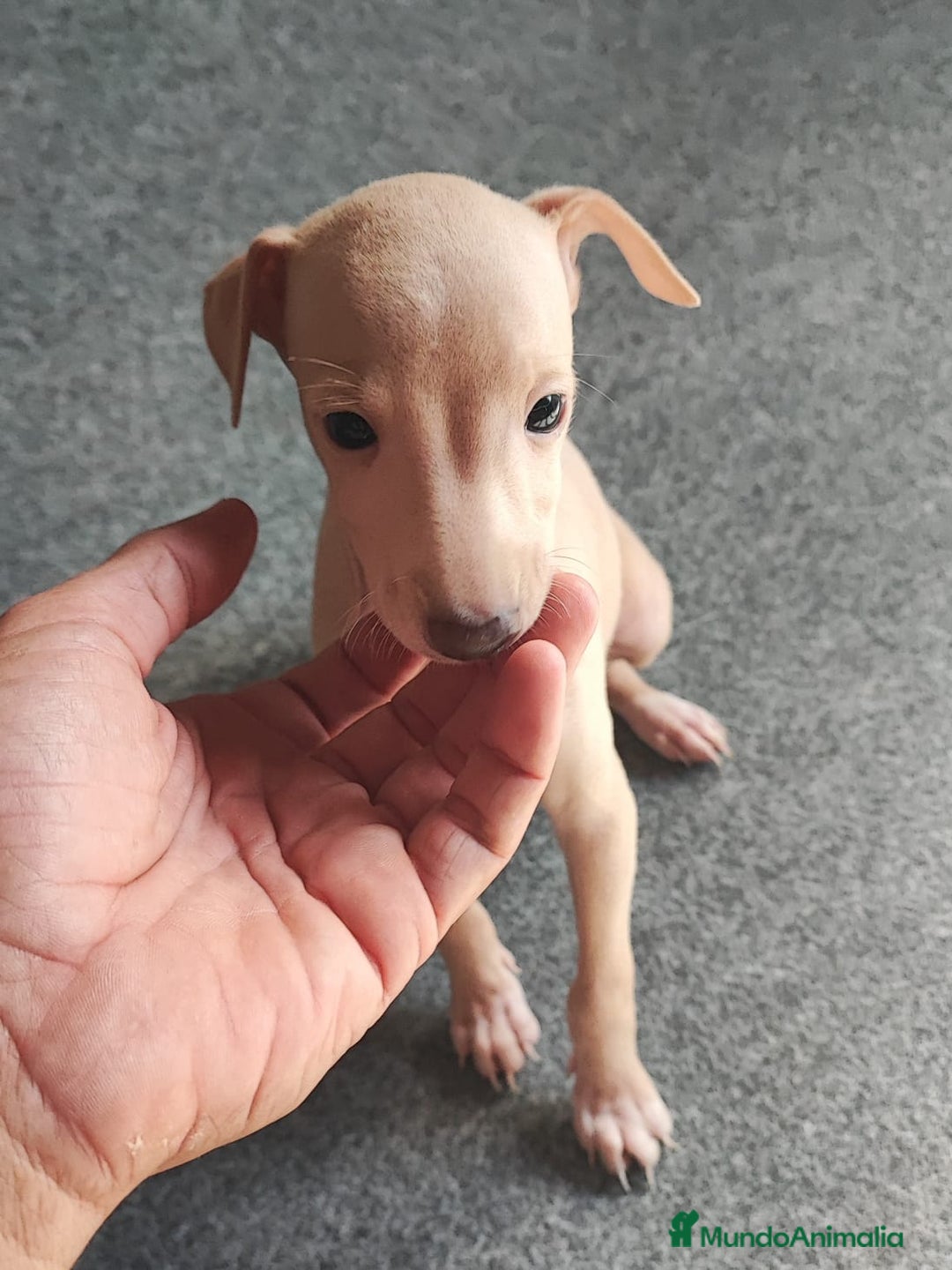Pequeño Lebrel Italiano perros en venta: Galgo Italiano (macho crema) - Imagen 3