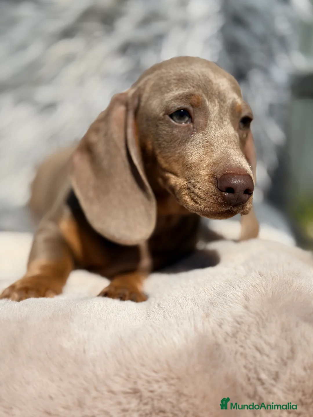 Teckel Miniatura perros en venta: Teckel Isabella mini - Anuncio 2