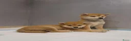 Shiba Inu perros en venta: Shiba Inu - Anuncio 8