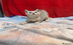 Británico de Pelo Corto gatos en venta: British Silver Shaded Negro - Imagen 2