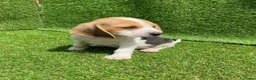 Beagle perros en venta: Beagle cachorros  en Ciudad Real - Anuncio 6