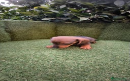 Teckel Miniatura perros en venta:  teckel miniatura  color jabali - Imagen 7