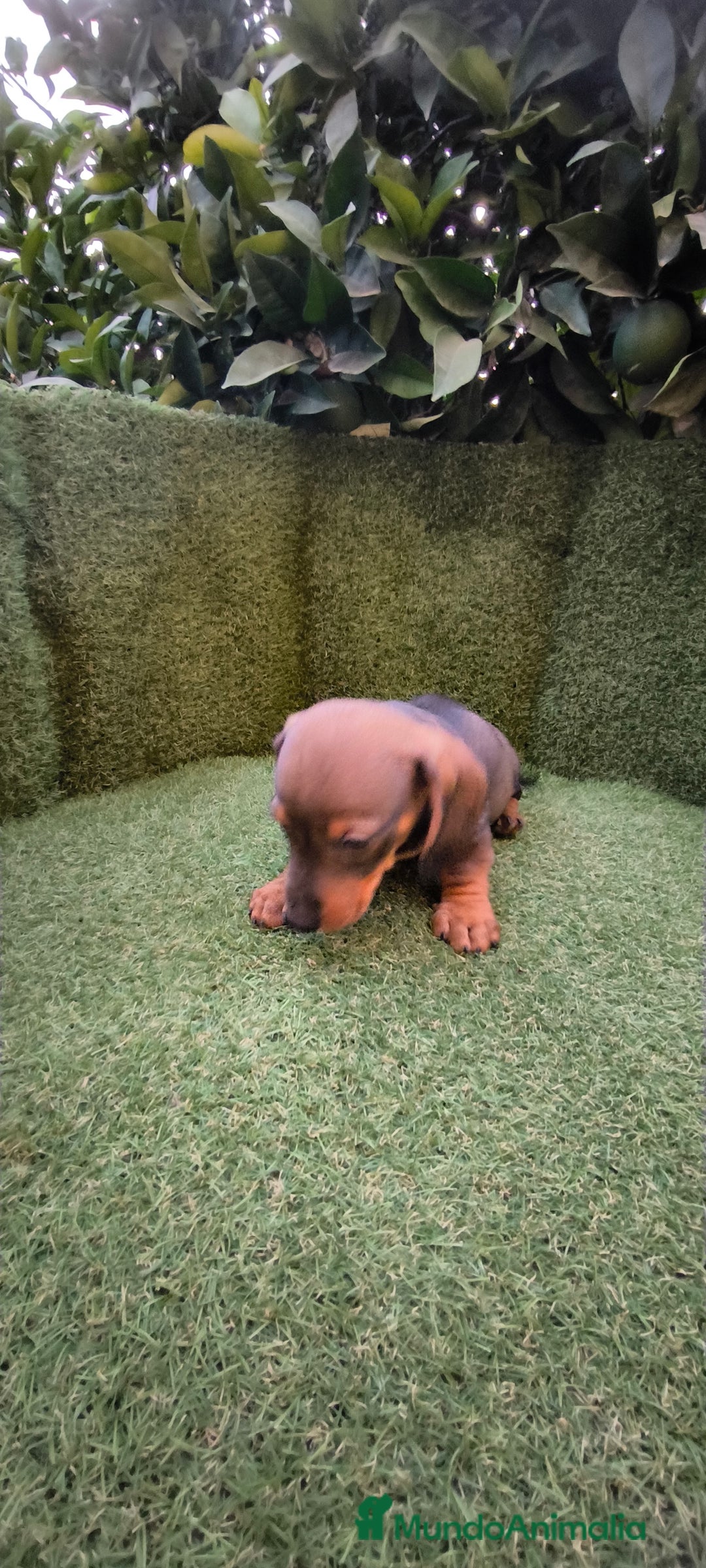 Teckel Miniatura perros en venta:  teckel miniatura  color jabali - Imagen 7