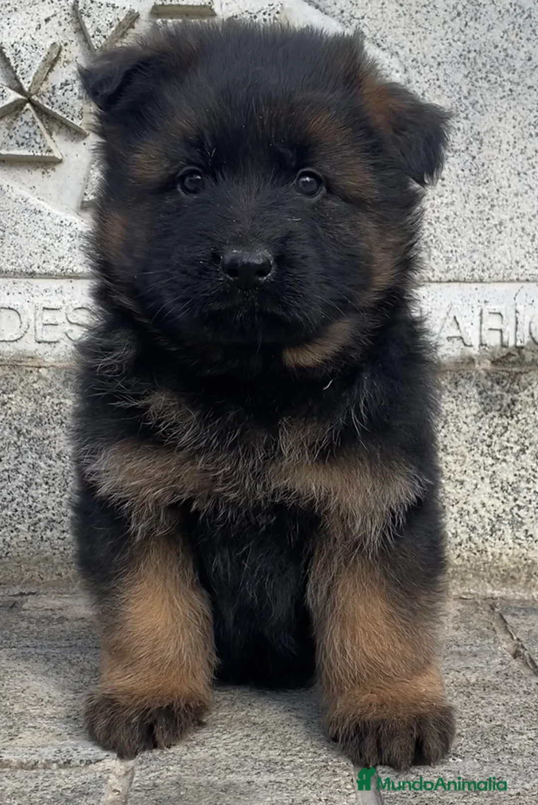 Pastor Alemán perros en venta: Cachorras de pastor alemán - Anuncio 4