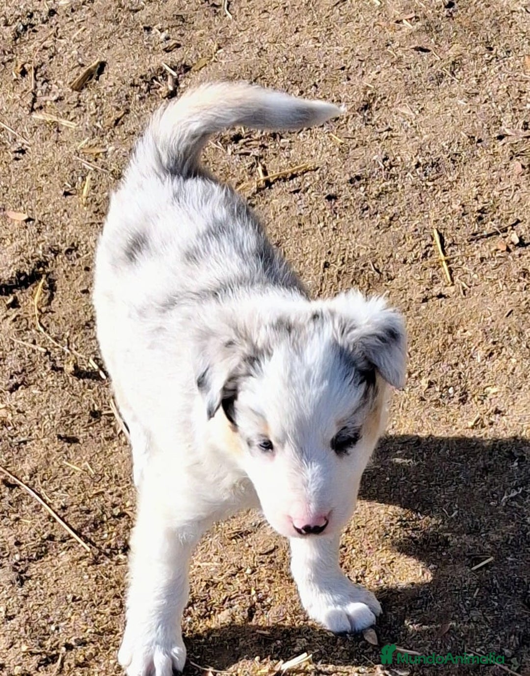 Border Collie perros en venta: Boder collie Getafe  - Anuncio 3