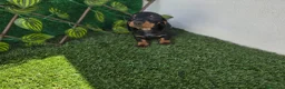 Teckel Miniatura perros en venta: TECKEL MINIATURA - Anuncio 3