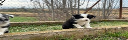 Border Collie perros en venta: BORDER COLLIE BICOLOR NACIONAL en Barcelona - Anuncio 4