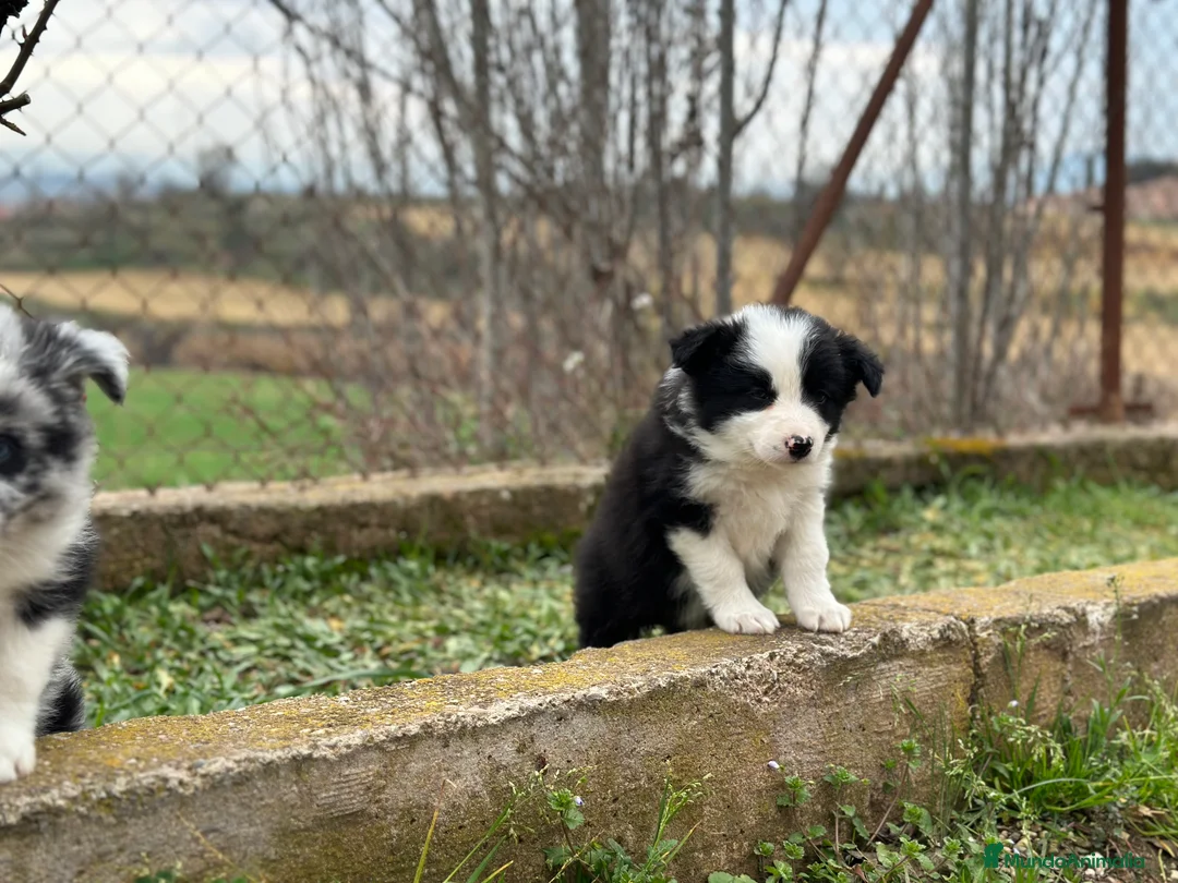 Border Collie perros en venta: BORDER COLLIE BICOLOR NACIONAL en Barcelona - Anuncio 4