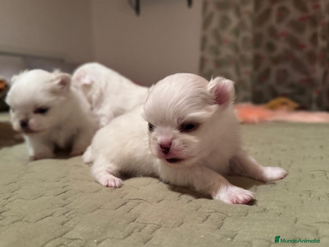 Pomchi perros en venta: Pomchi bebés disponibles - Anuncio 4