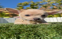 Chihuahua perros en venta: CHIHUAHUA HEMBRA - Anuncio 20