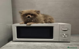Pomerania perros en venta: Pomerania  - Anuncio 8