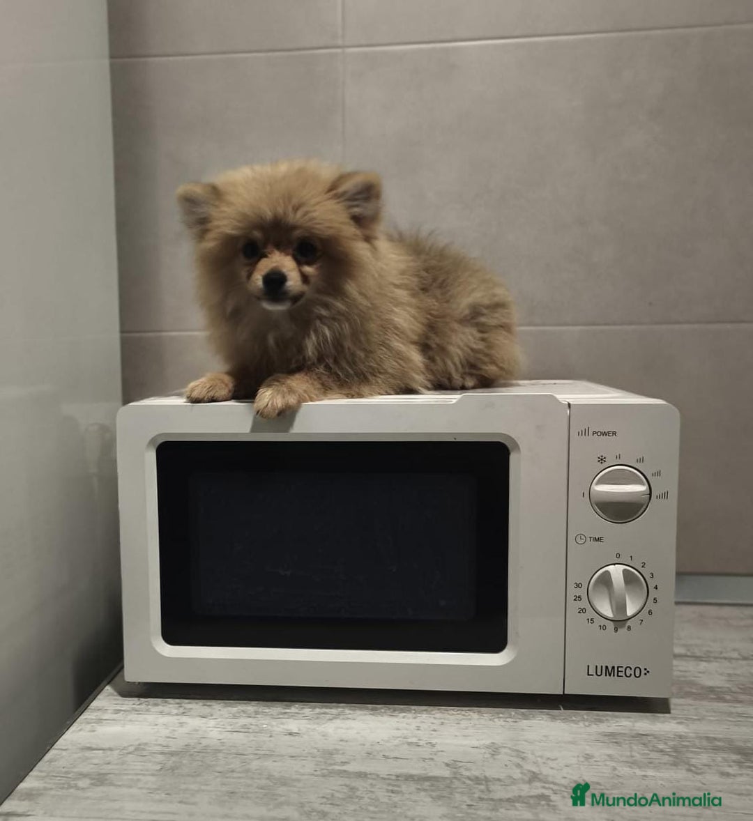 Pomerania perros en venta: Pomerania  - Anuncio 8
