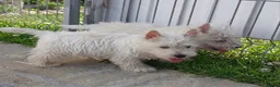 West Highland White Terrier perros en venta: West highland terrier Caraby Benidorm  - Anuncio 4
