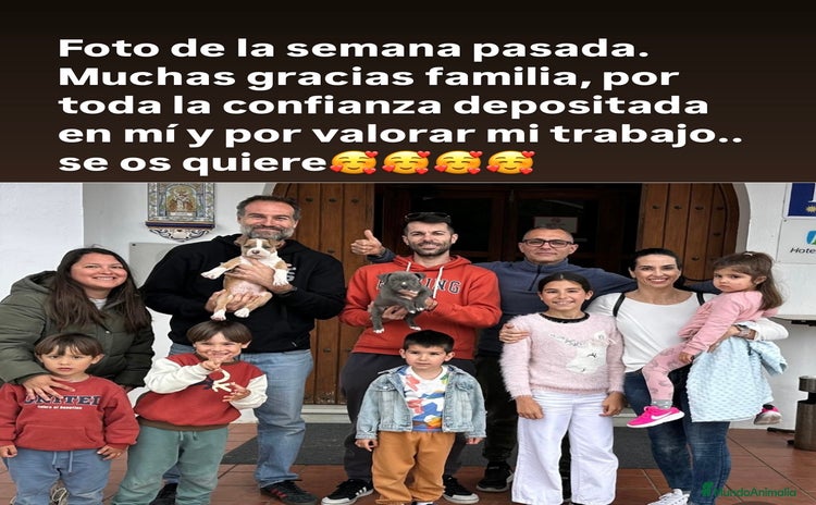 Chihuahua perros - Propaganda 2