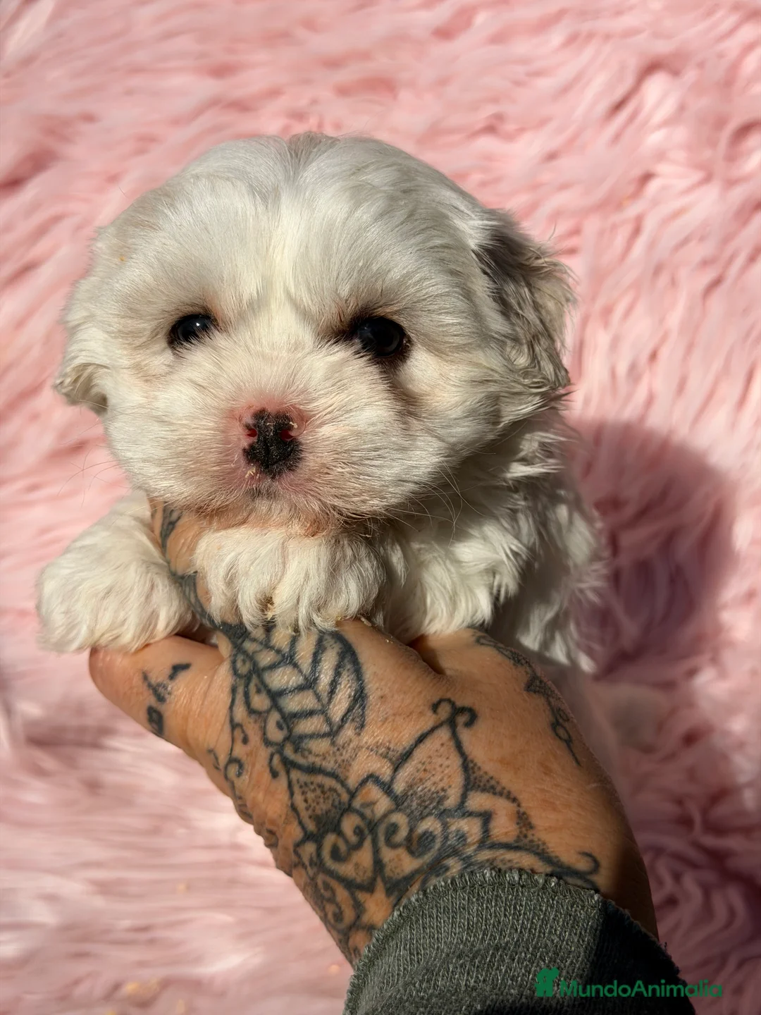 Bichón Maltés perros en venta: Bichon Maltes Toy  - Anuncio 1