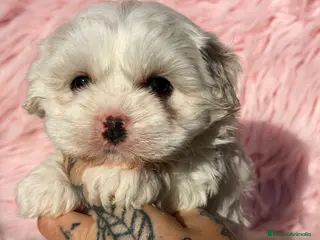 Bichón Maltés perros Bichon Maltes Toy - Anuncio 4