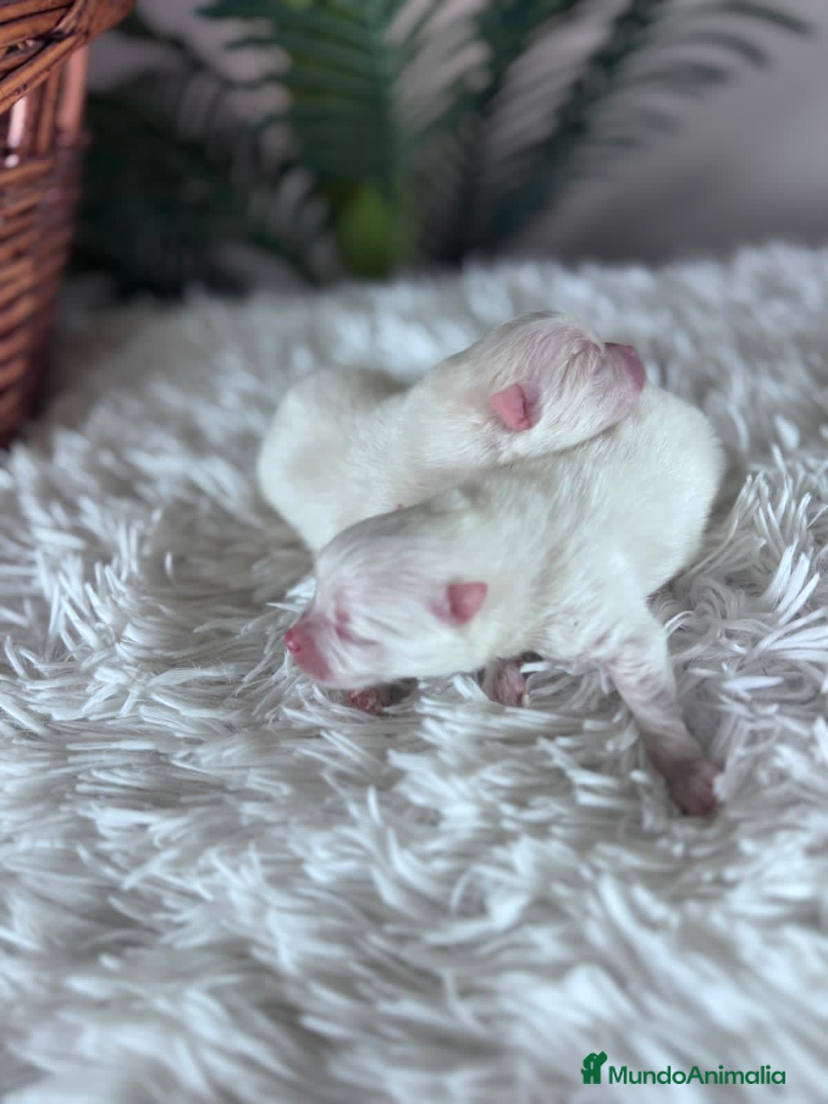 Pomerania perros POMERANIA - Anuncio 6