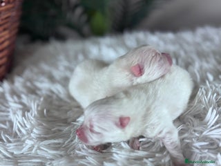 Pomerania perros POMERANIA - Anuncio 2