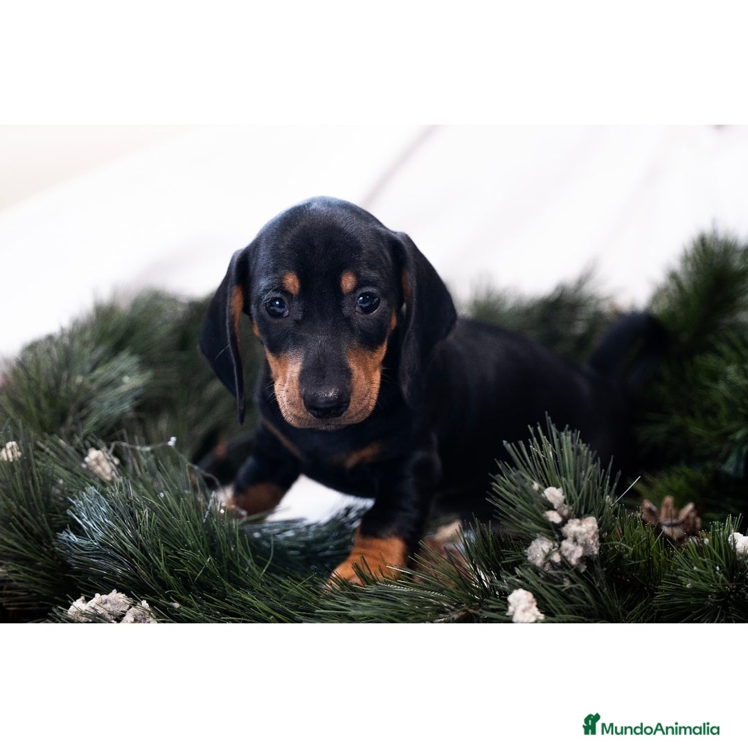 Teckel Miniatura perros en venta: Camada de Teckel miniatura 💙 - Anuncio 8