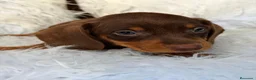 Teckel Miniatura perros en venta: TECKEL MINIATURA CHOCOLATE  - Anuncio 1