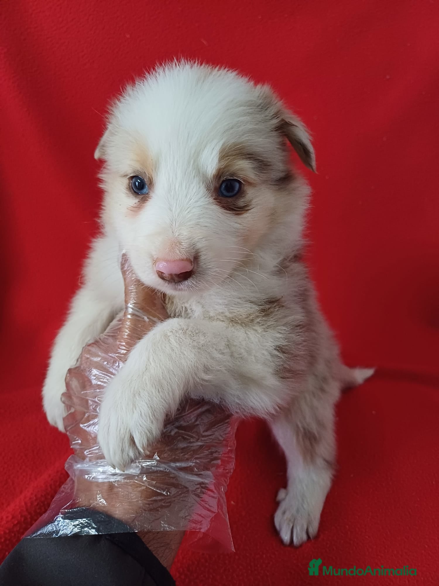 Border Collie perros Border Collie Merle  - Anuncio 6