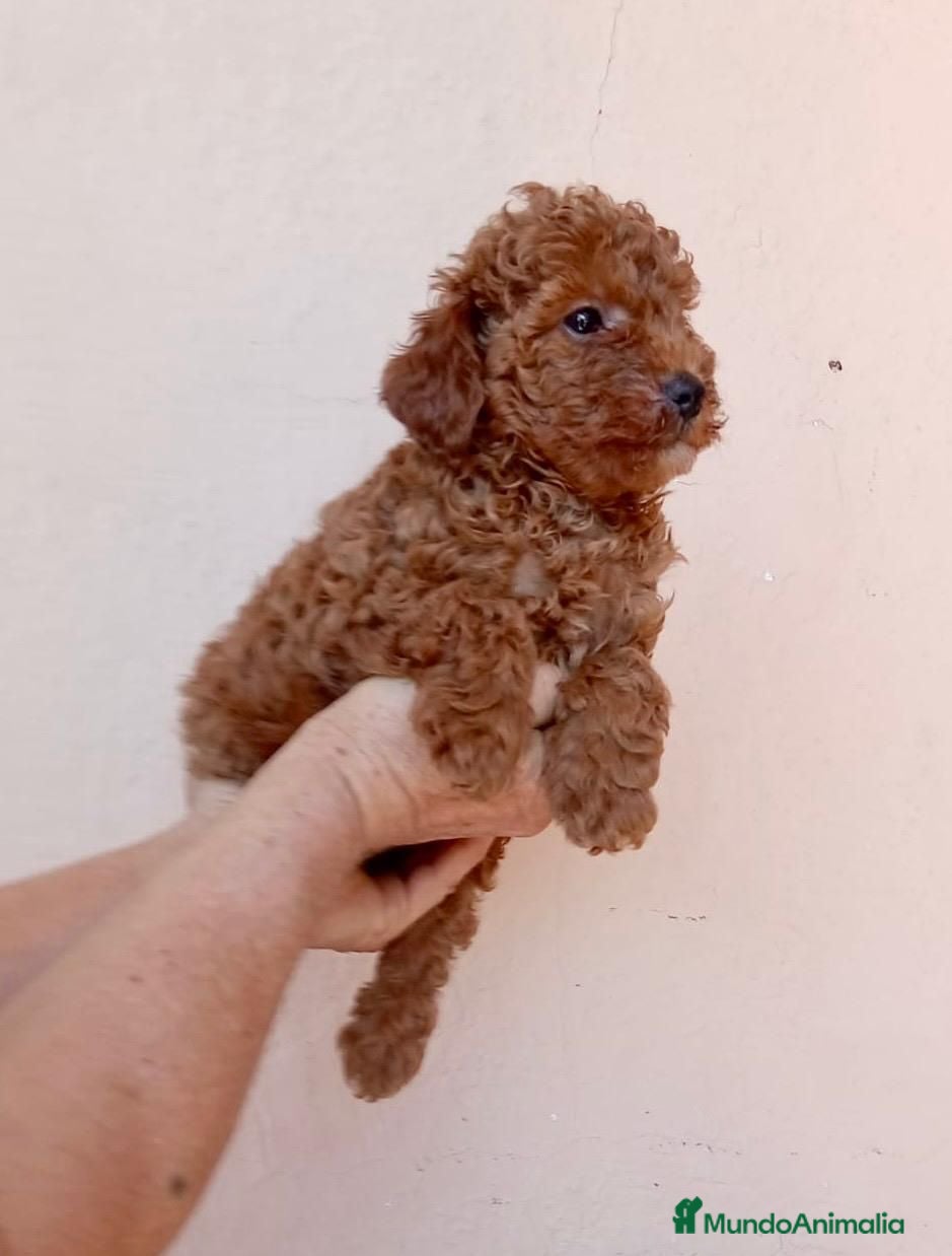 Caniche Toy perros Caniches toy  - Anuncio 4