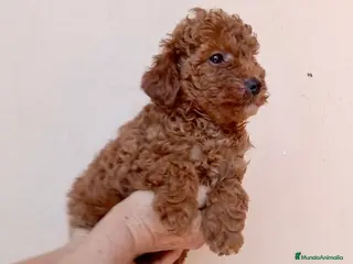 Caniche Toy perros Caniches toy - Anuncio 4