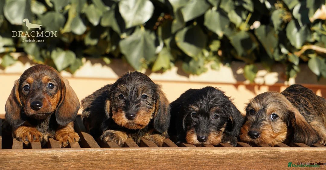 Imagen de galería {{count}}