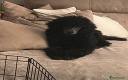 Caniche Gigante perros en venta: Caniche gigante hembra  - Imagen 2