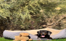 Teckel Miniatura perros en venta: TECKEL ARLEQUIN PLATA MACHO - Imagen 3